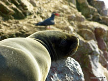 Lion de mer - Ballestas - Pérou